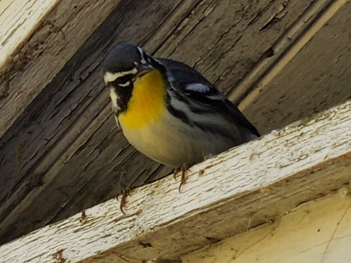 Yellow-throated Warbler - ML498709991