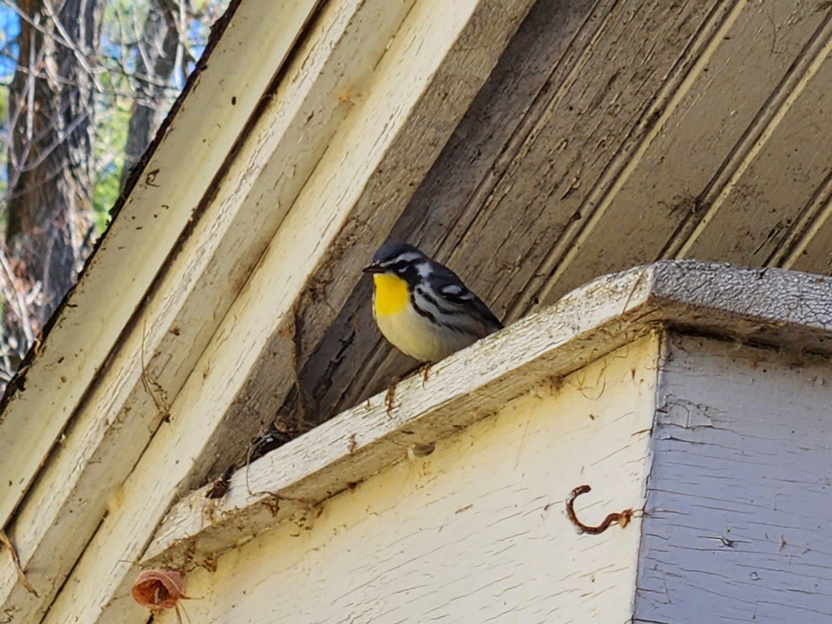 Yellow-throated Warbler - ML498710051
