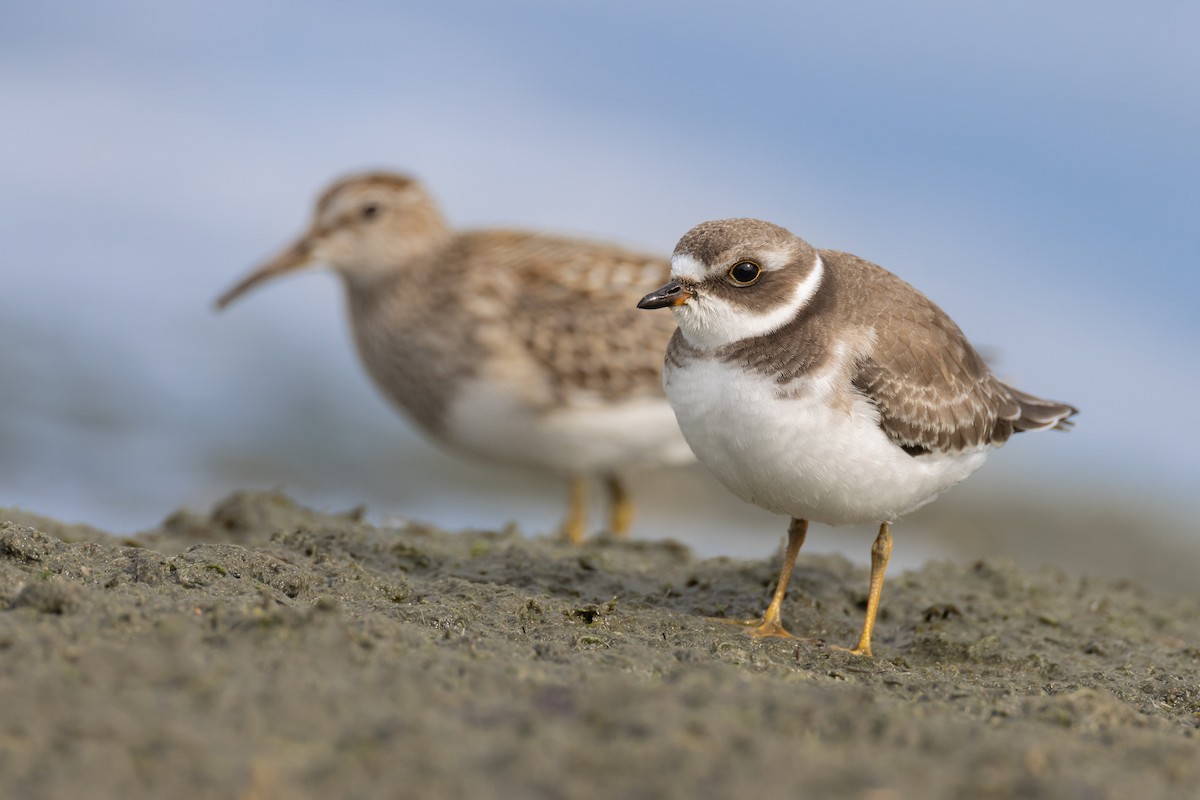 Semipalmated Plover - ML498710121