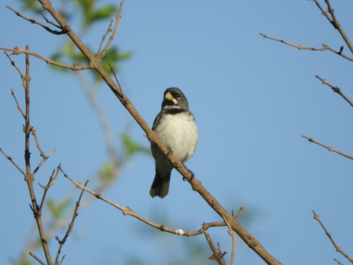 Double-collared Seedeater - ML498717881