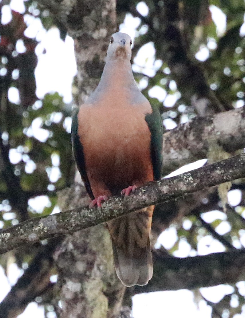 Rufescent Imperial-Pigeon - ML498718281