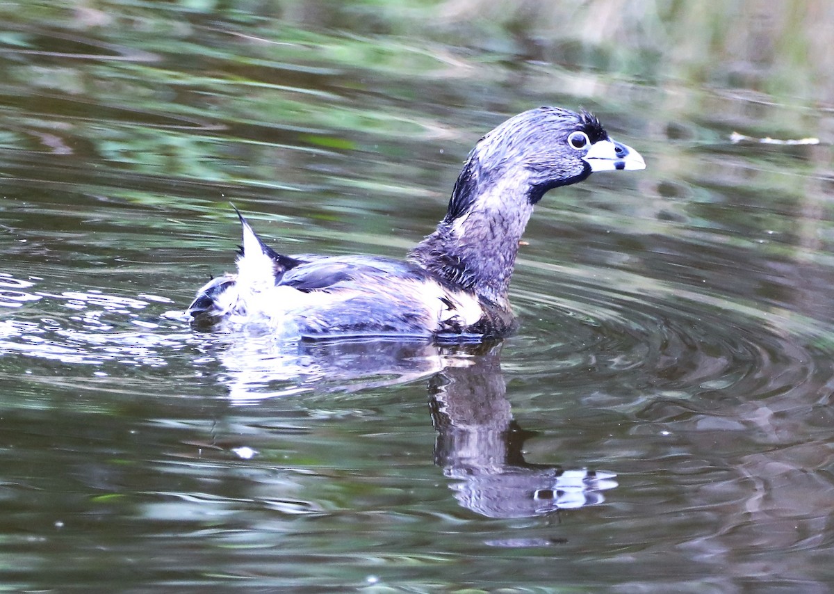 eBird Checklist 18 Feb 2022 Merritt Island NWRBlack Point