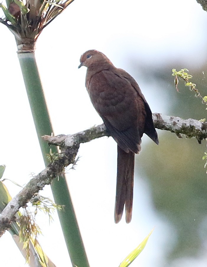 Black-billed Cuckoo-Dove - David W Nelson