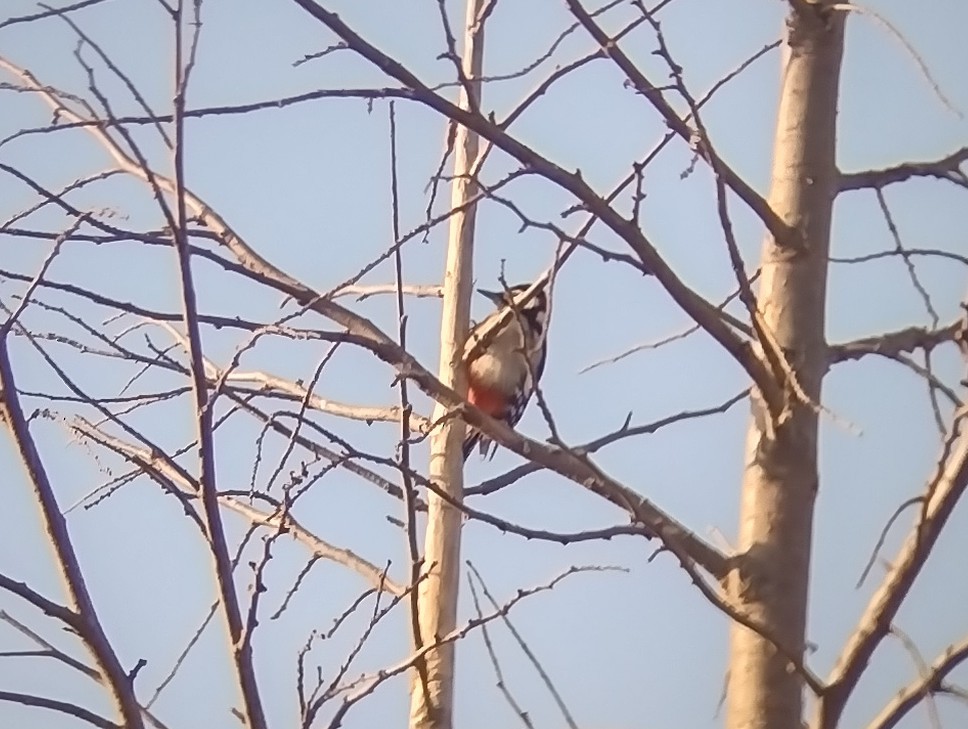 Great Spotted Woodpecker - ML498724491