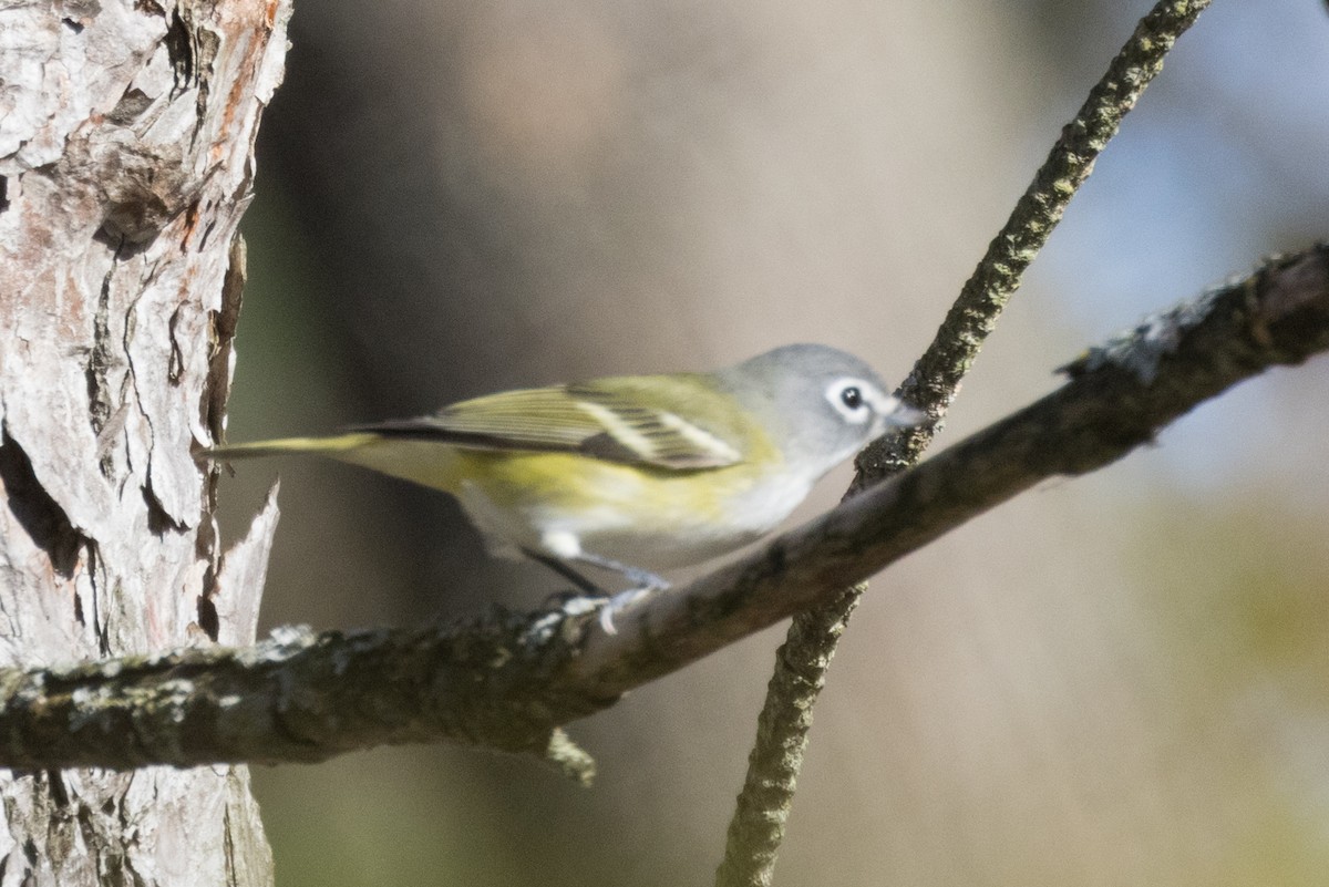 New York Breeding Bird Atlas Checklist - 29 Oct 2022 - Cook Rd & Redman ...