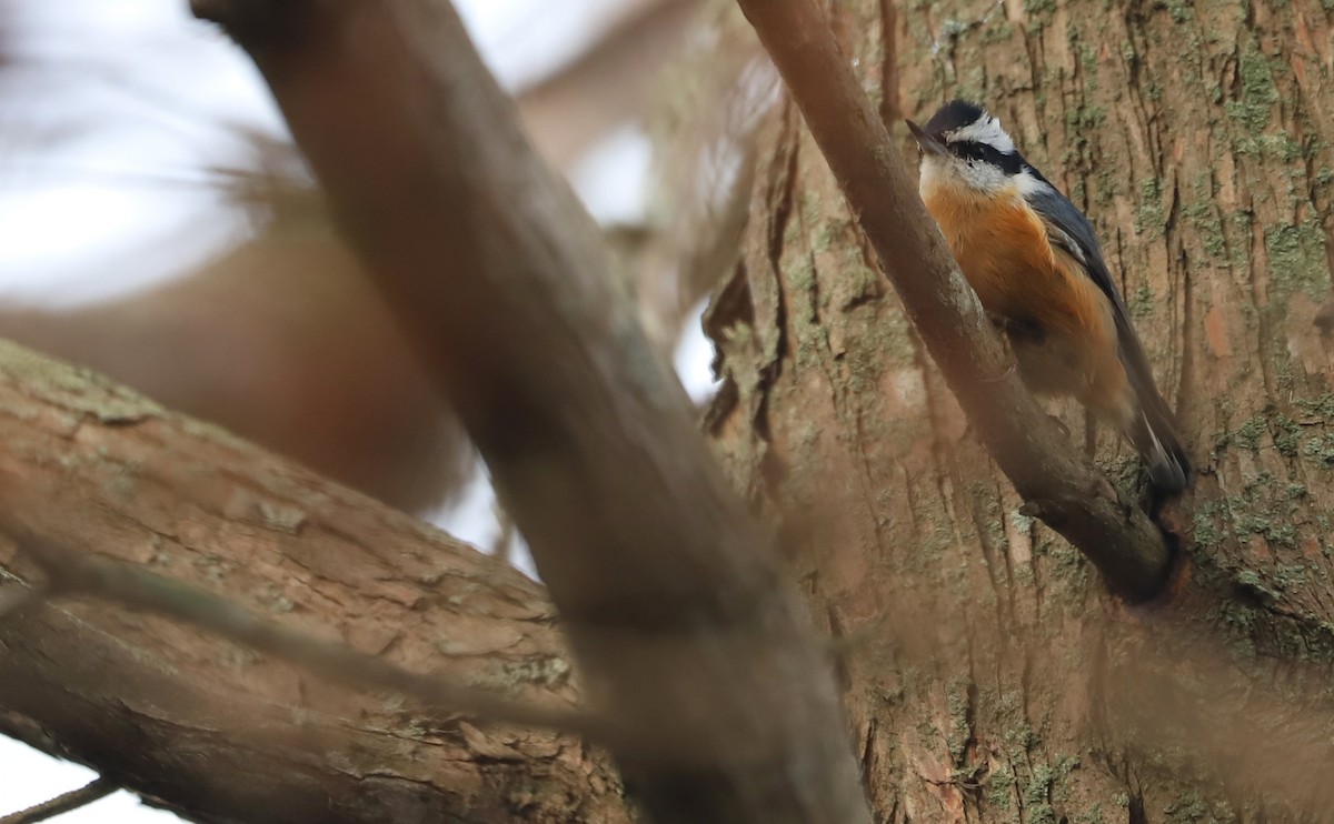 Red-breasted Nuthatch - ML498728141