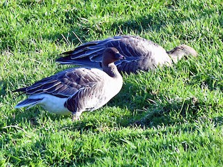 Pink-footed Goose, ML498728761