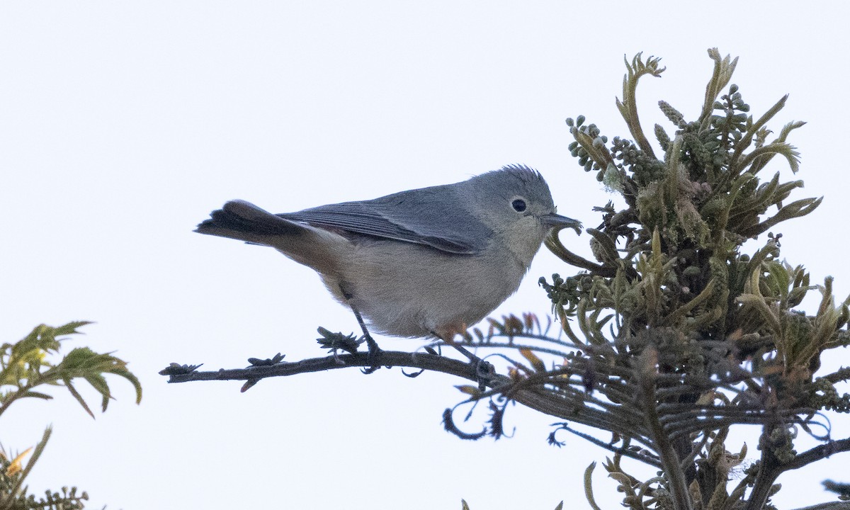 Lucy's Warbler - ML498732631