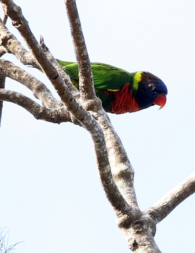 新幾內亞彩虹吸蜜鸚鵡 - ML498735231