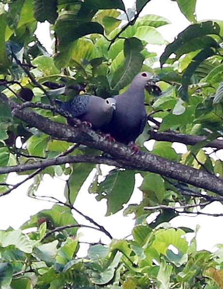 Pinon's Imperial-Pigeon - ML498736721