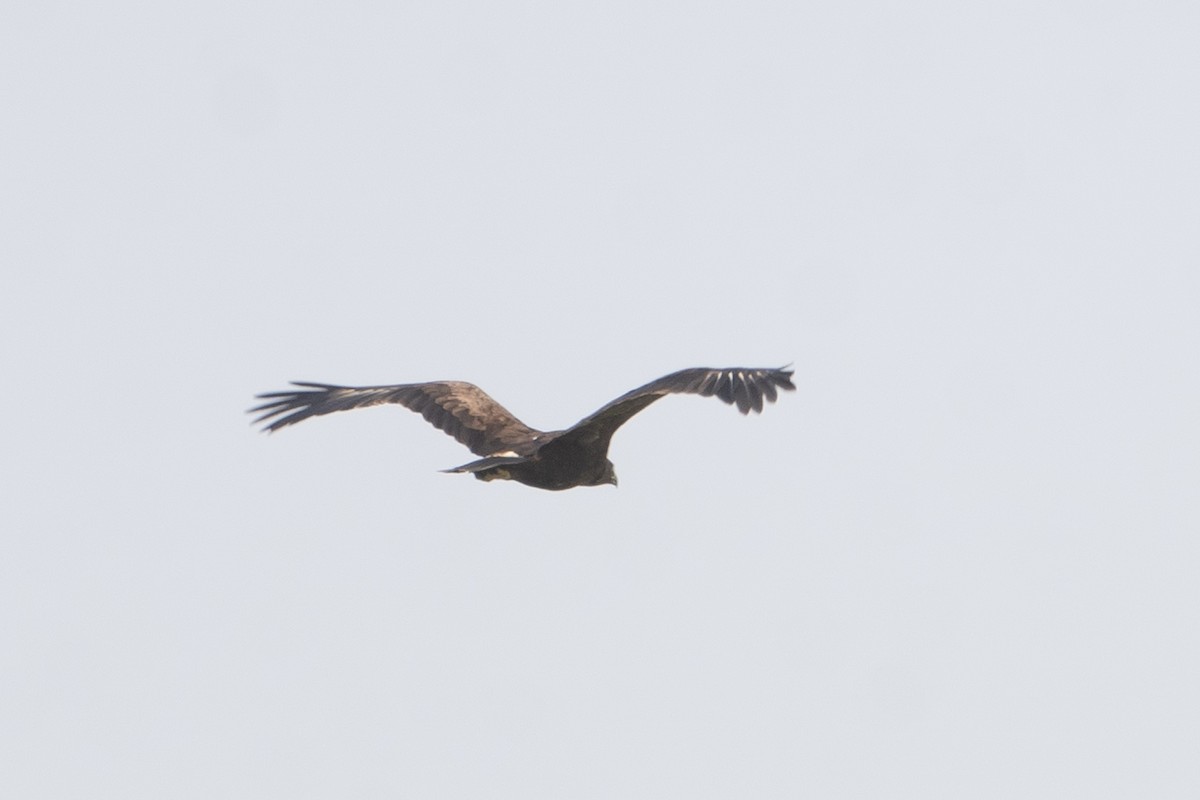Lesser Spotted Eagle - Pawel Michalak