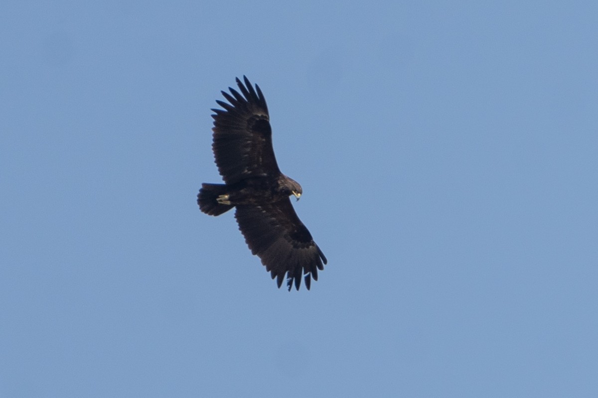 Greater Spotted Eagle - Pawel Michalak