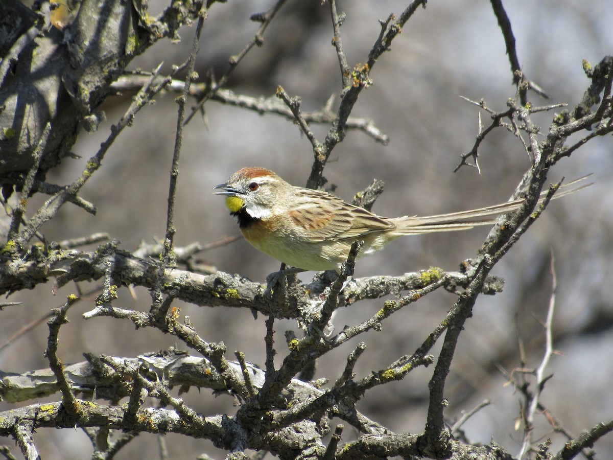 Chotoy Spinetail - ML498741921