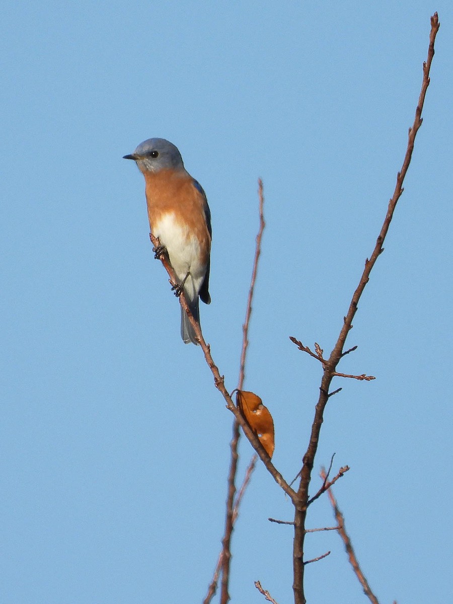 ML498742591 - Eastern Bluebird - Macaulay Library