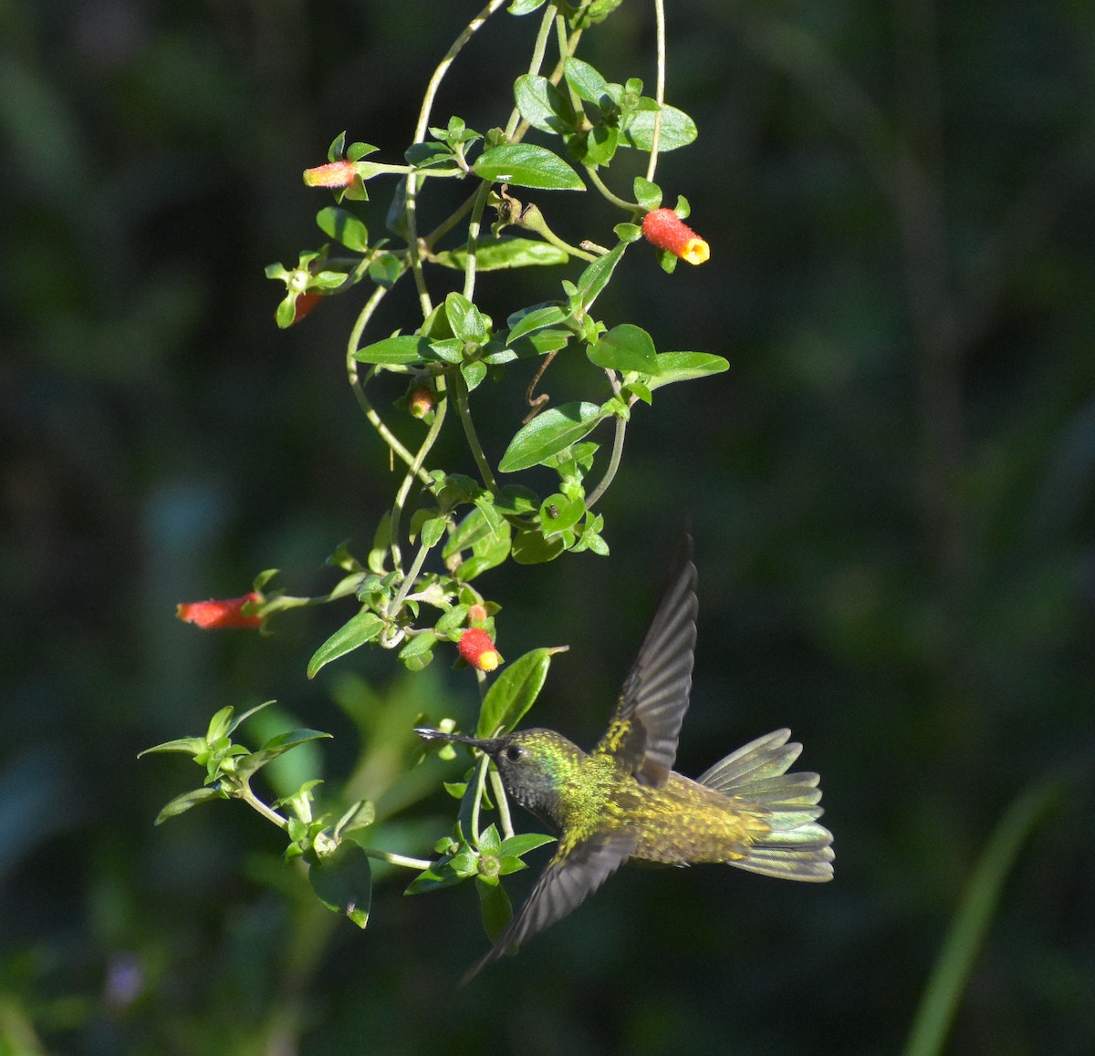 kolibřík pestrý - ML498748391