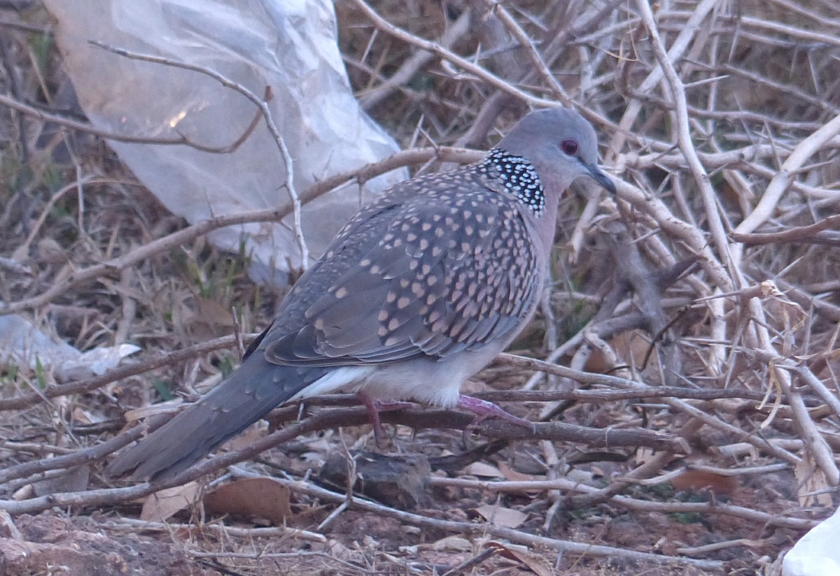 Spotted Dove - Alain Sylvain