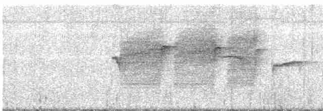 Rufous-tailed Antbird - ML498751521