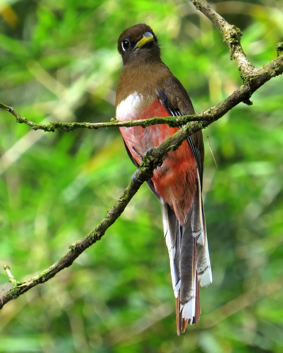 Collared Trogon - Pam Campbell
