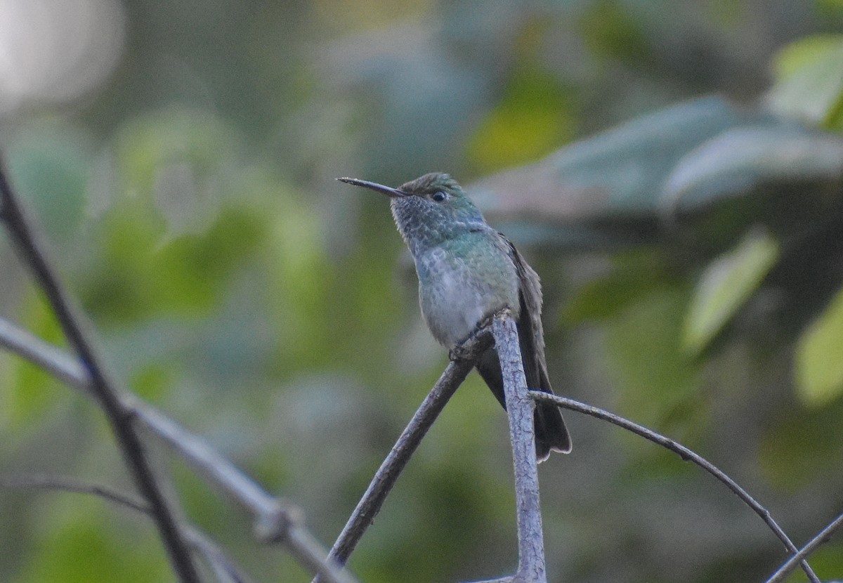 kolibřík pestrý - ML498752111