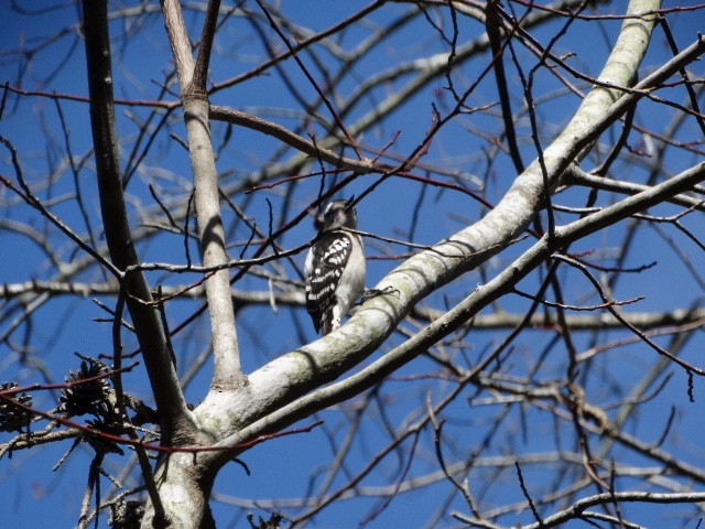 Downy Woodpecker - ML49875531