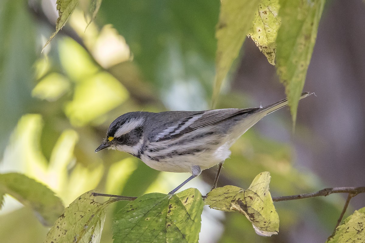 Black-throated Gray Warbler - Paul Budde