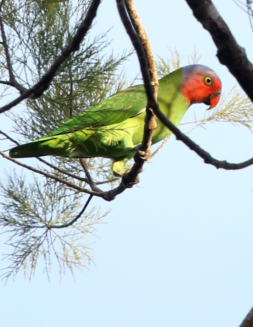 Red-cheeked Parrot - David W Nelson