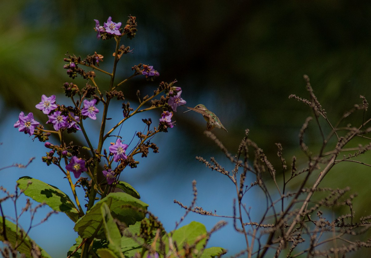 Ruby-throated Hummingbird - ML498763621