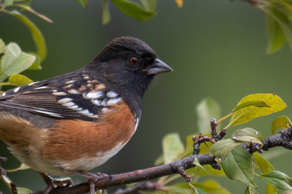 Spotted Towhee - Jay Rand