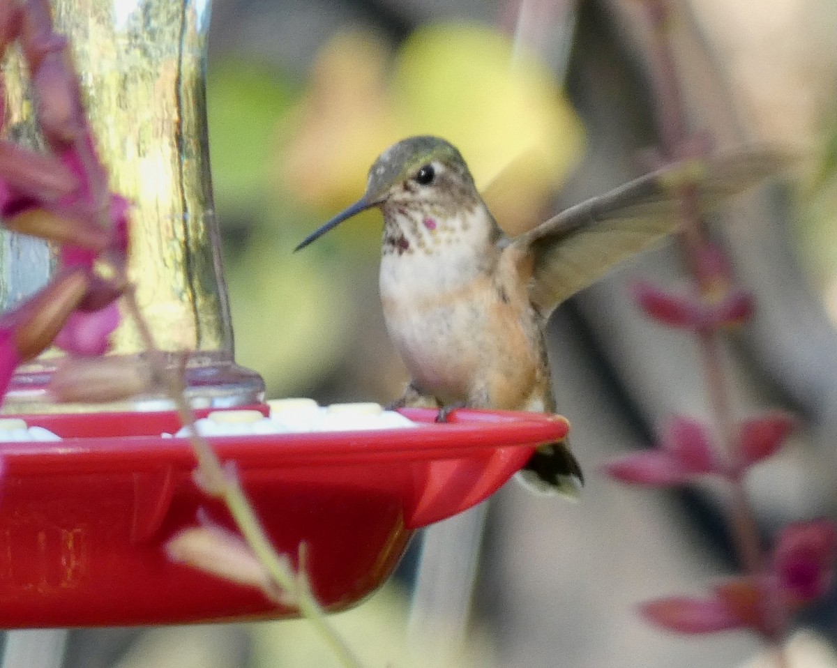 Broad-tailed Hummingbird - ML498769841