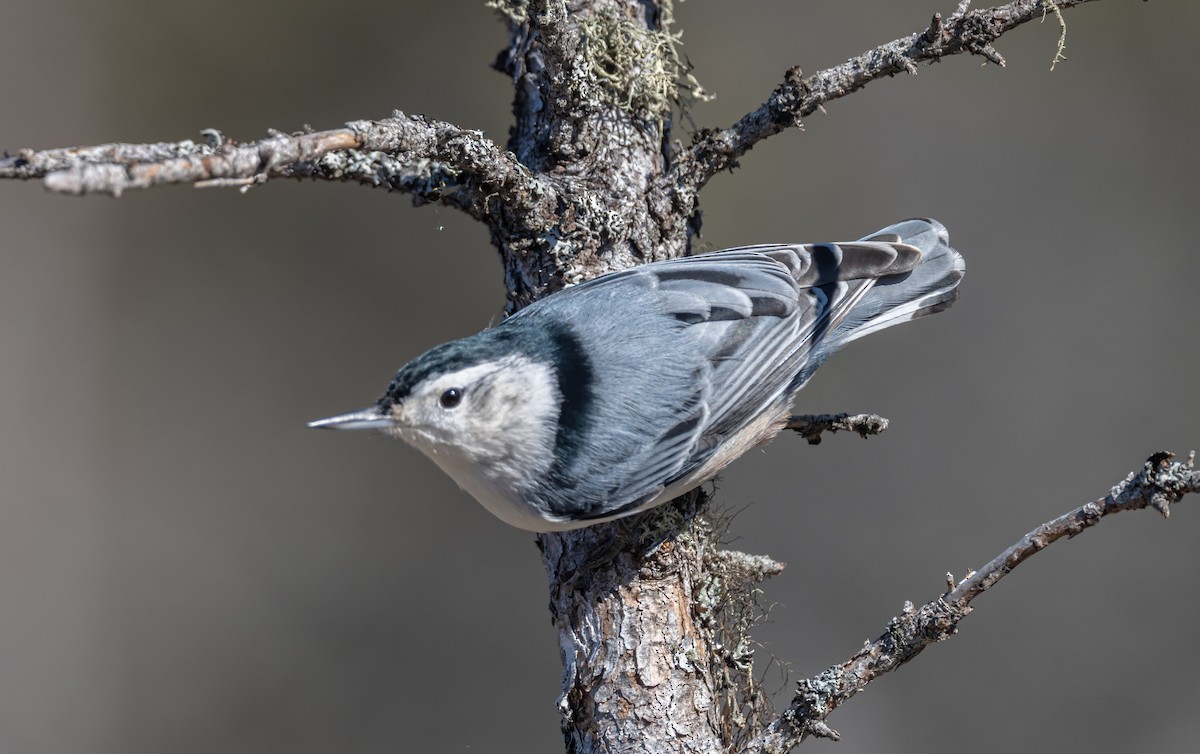 White-breasted Nuthatch - ML498770331