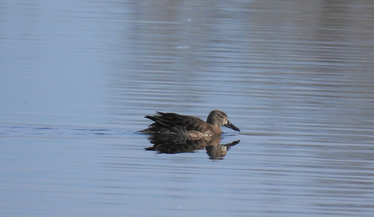 Blue-winged Teal - ML498774711