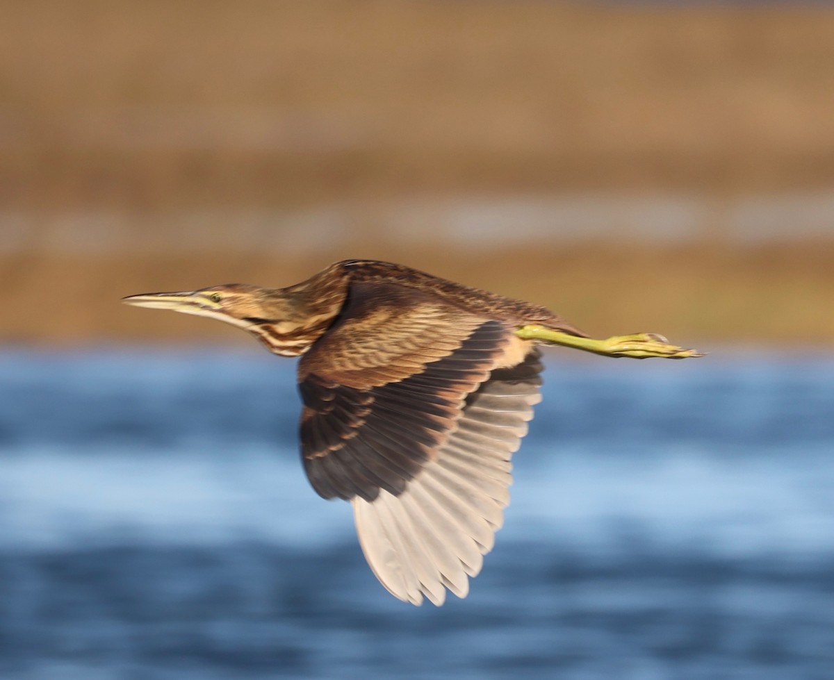 eBird Checklist 29 Oct 2022 Fort Hill, Eastham 36 species (+1 other taxa)