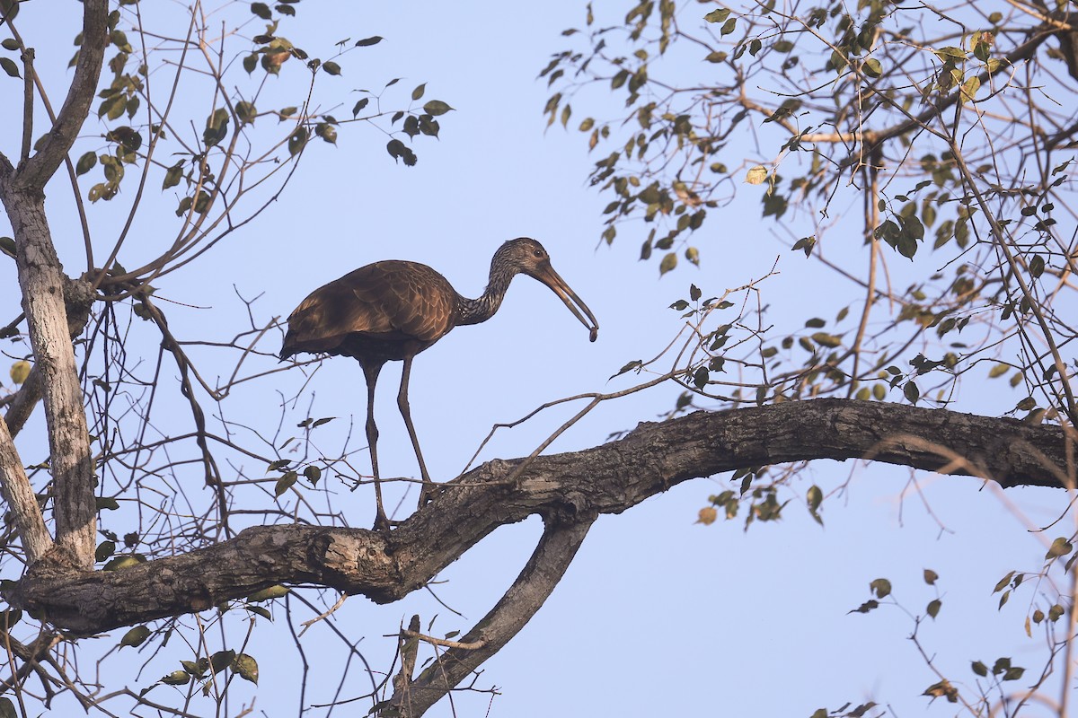 Limpkin (Brown-backed) - ML498779961