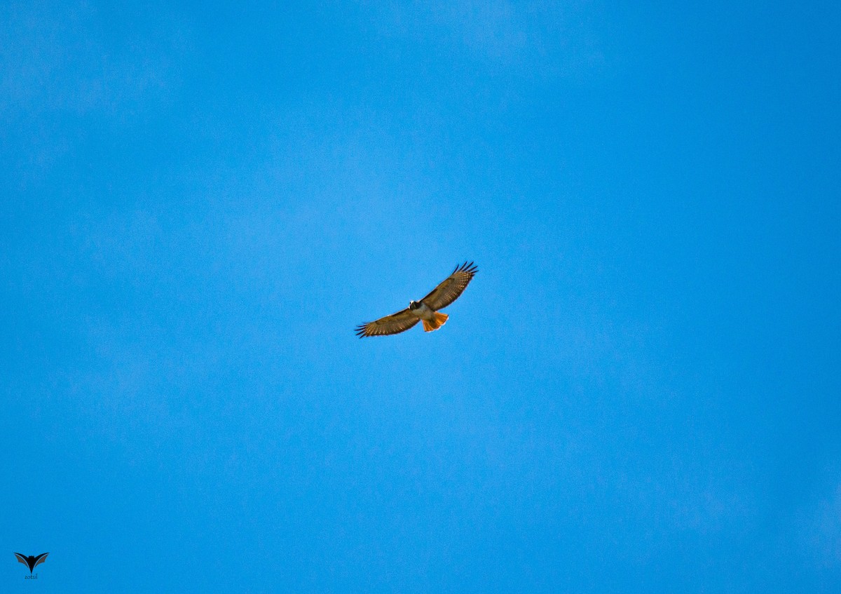 Red-tailed Hawk - ML498781521