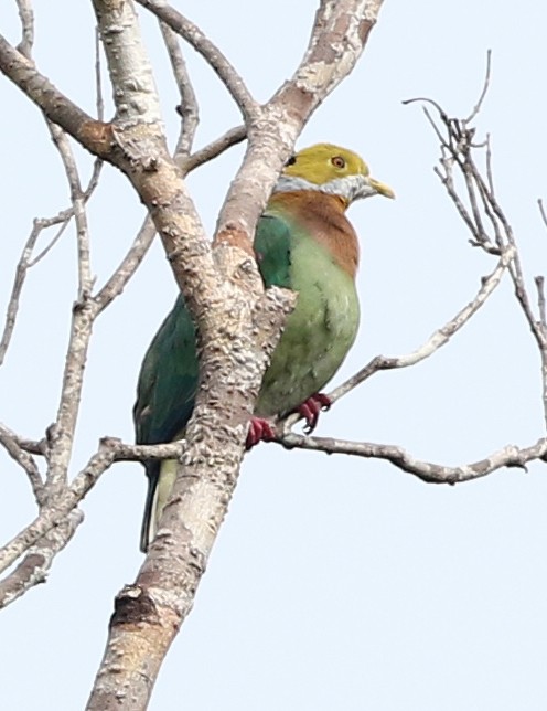 Pink-spotted Fruit-Dove - David W Nelson
