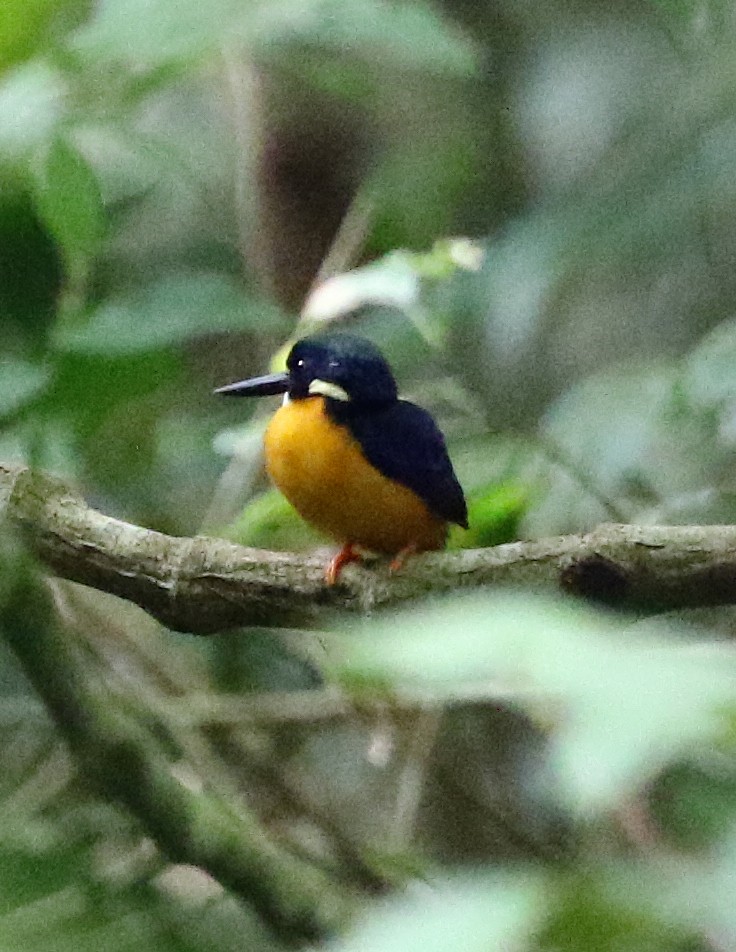 Papuan Dwarf-Kingfisher - ML498789031