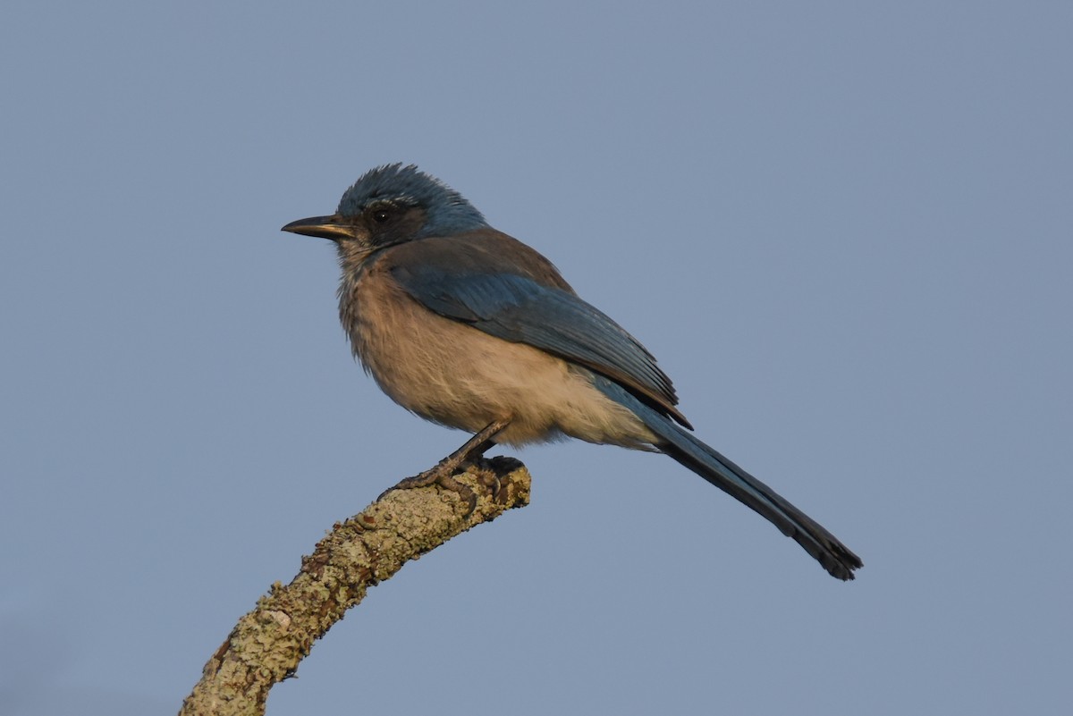 Woodhouse's Scrub-Jay - Mike Charest