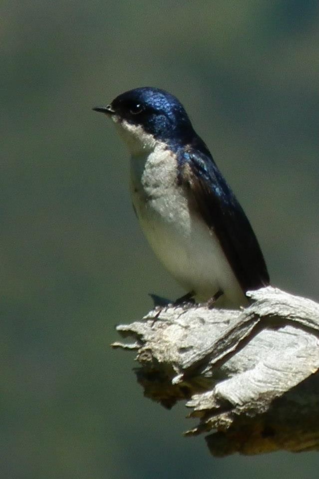 Chilean Swallow - ML498790131