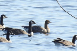 Pink-footed Goose, ML498790251