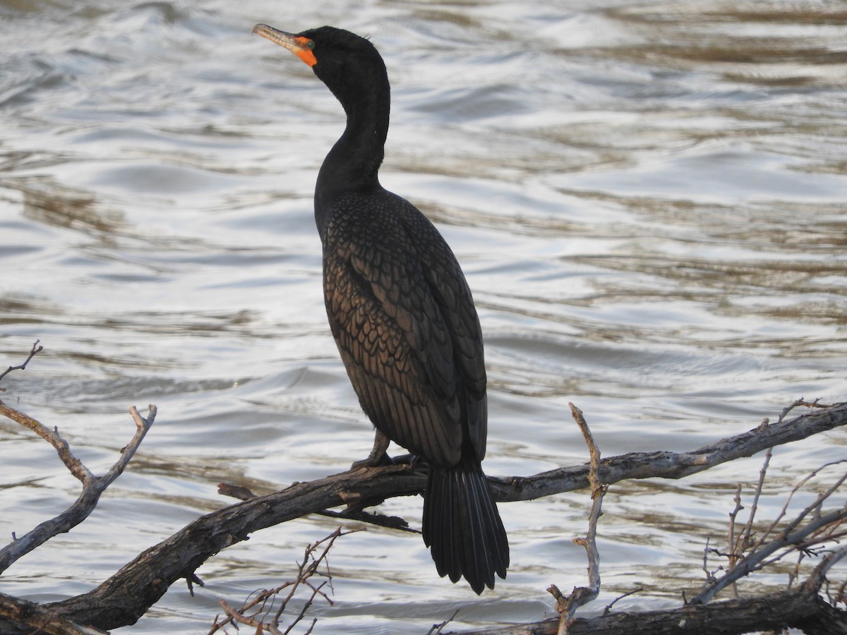 Double-crested Cormorant - Geoffrey Helmbold