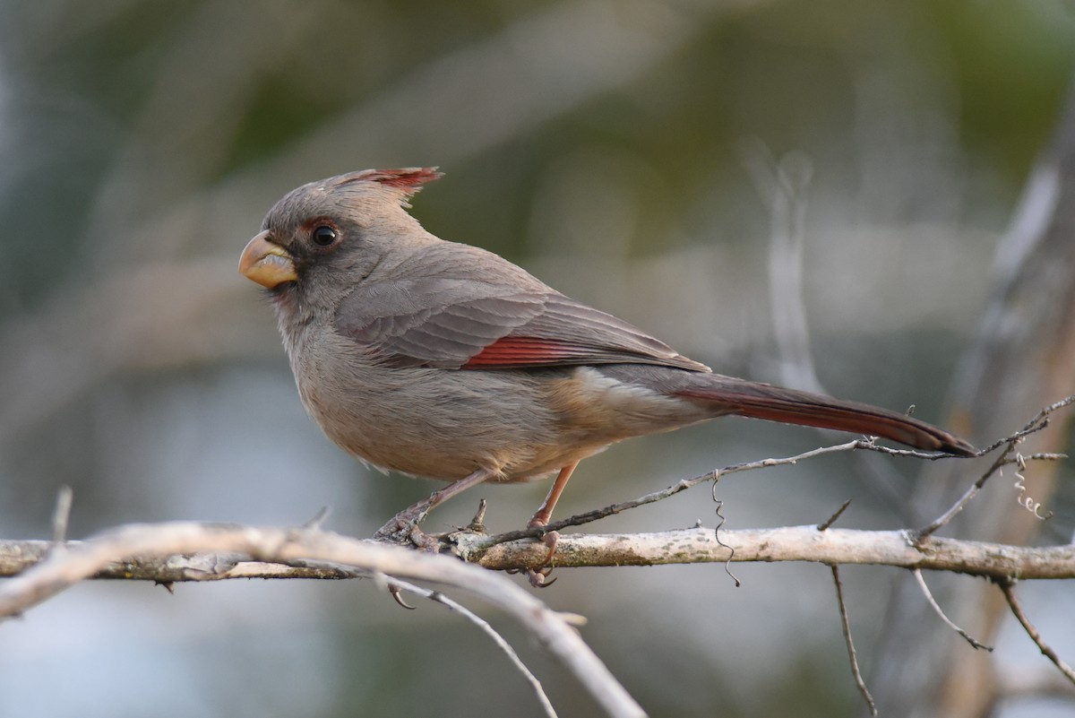Pyrrhuloxia - Mike Charest