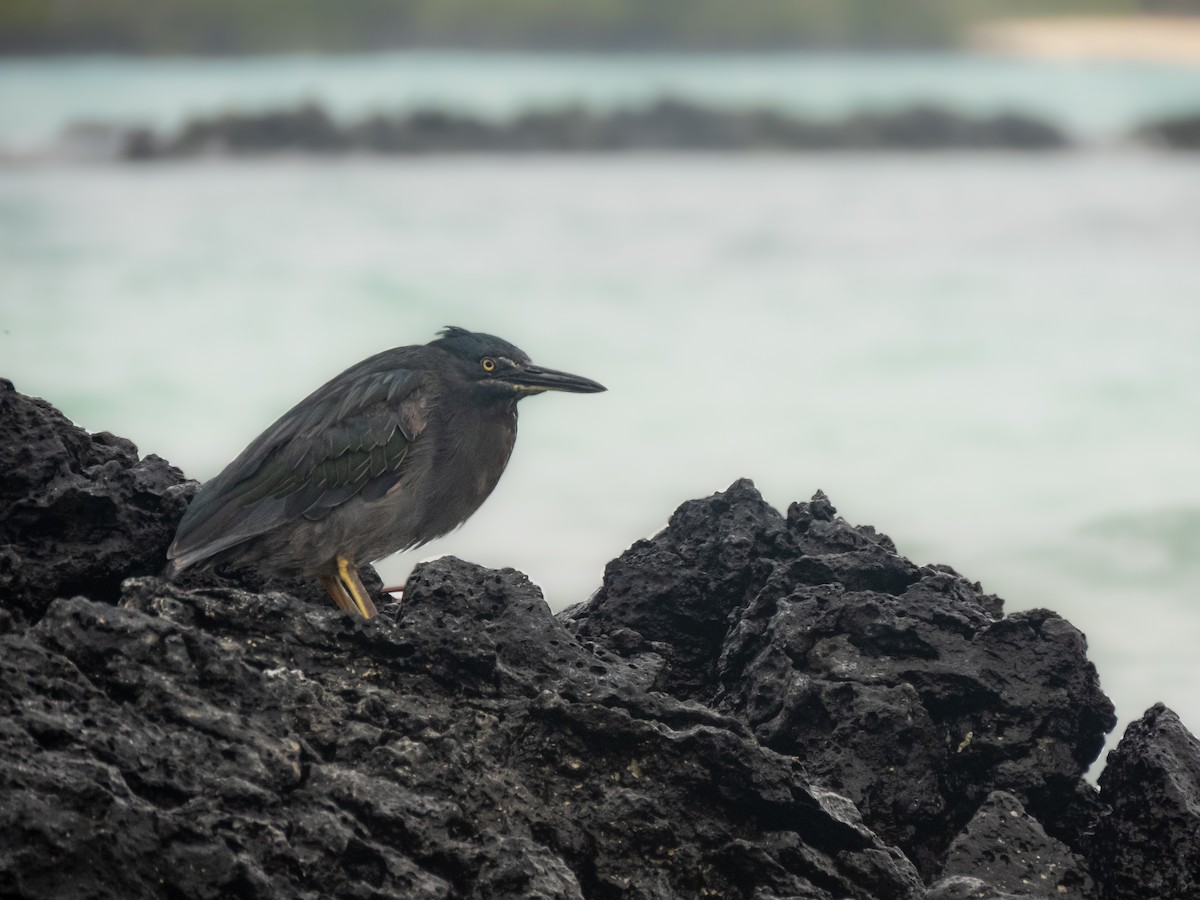 Striated Heron (Galapagos) - Trevor Leitz