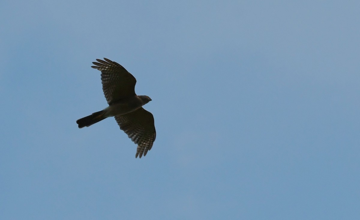 Collared Sparrowhawk - ML49879521