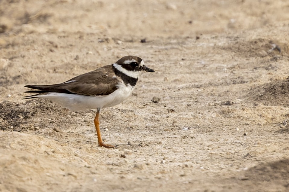 Common Ringed Plover - ML498797951