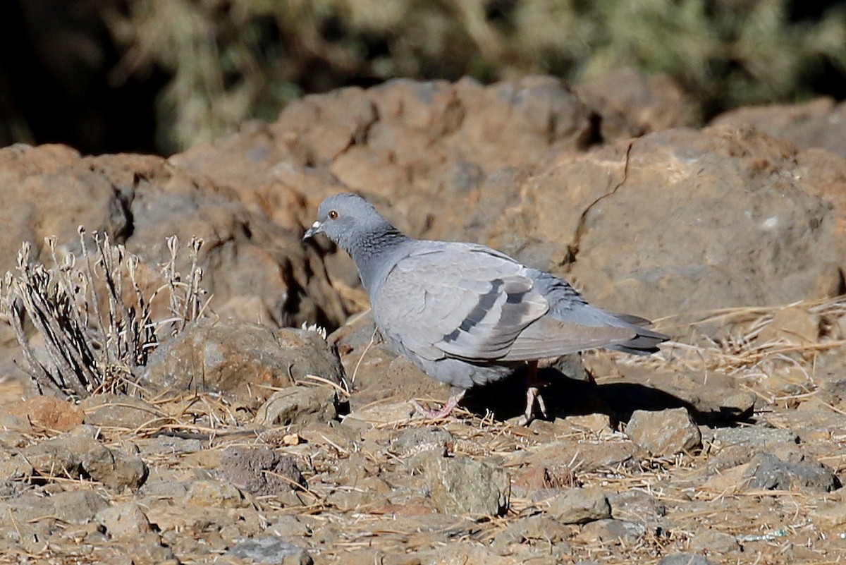 Rock Pigeon (Wild type) - ML498798931