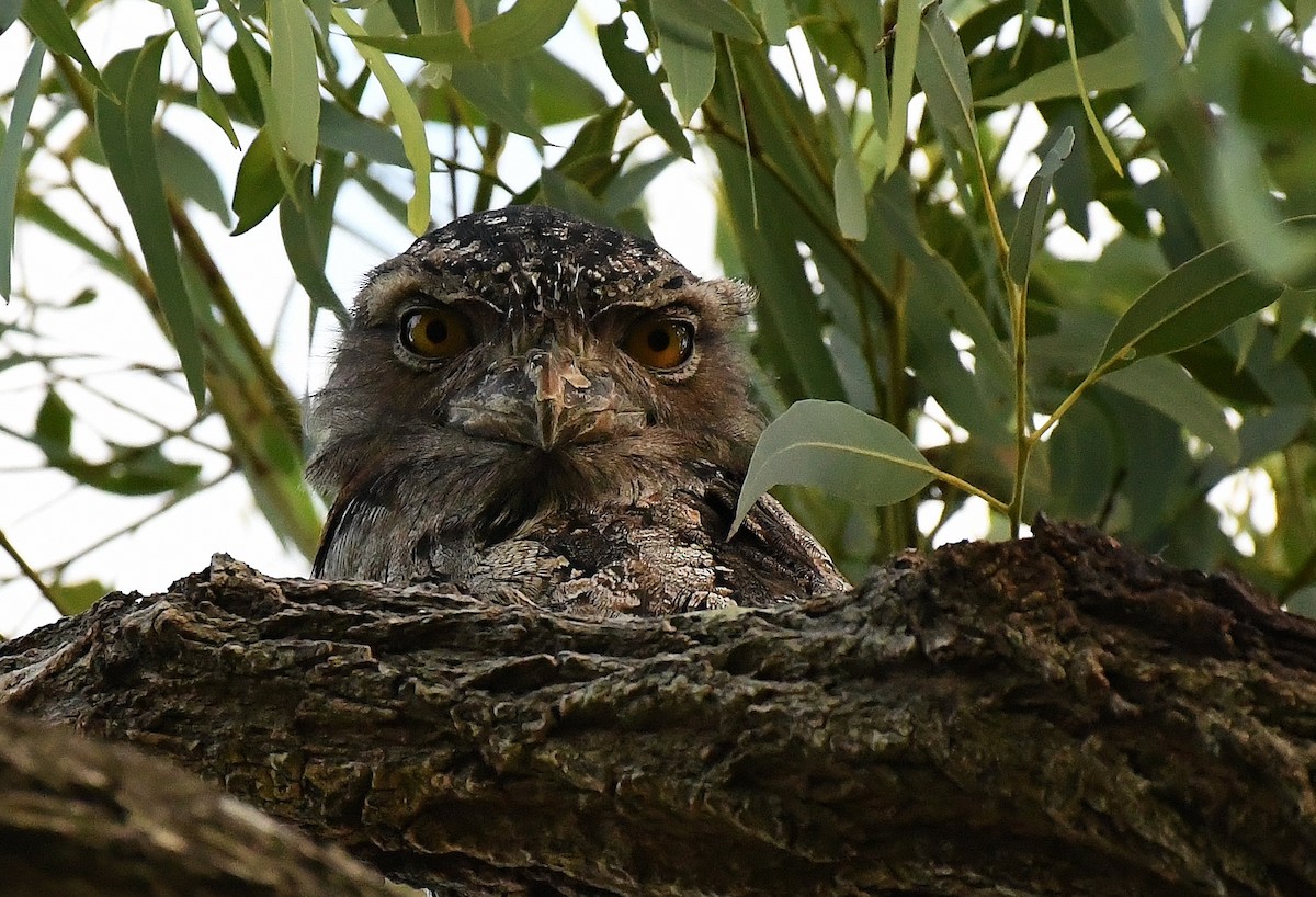 Tawny Frogmouth - Terence Alexander
