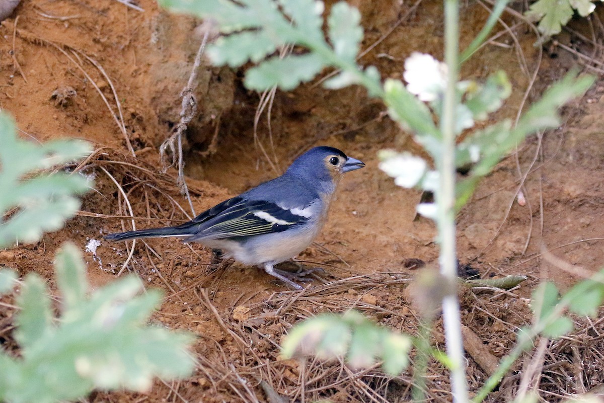 Canary Islands Chaffinch (Canary Is.) - Chris Kehoe