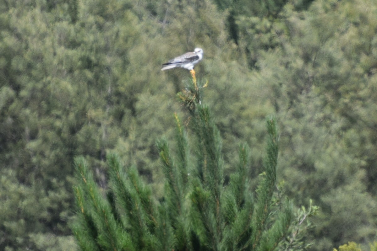 White-tailed Kite - Laura Valdivia Dubo - REDAVES