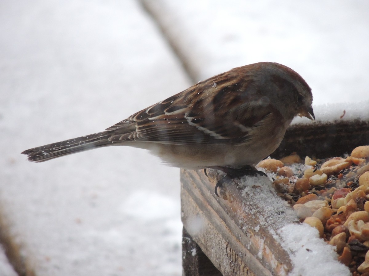 American Tree Sparrow - ML49880411