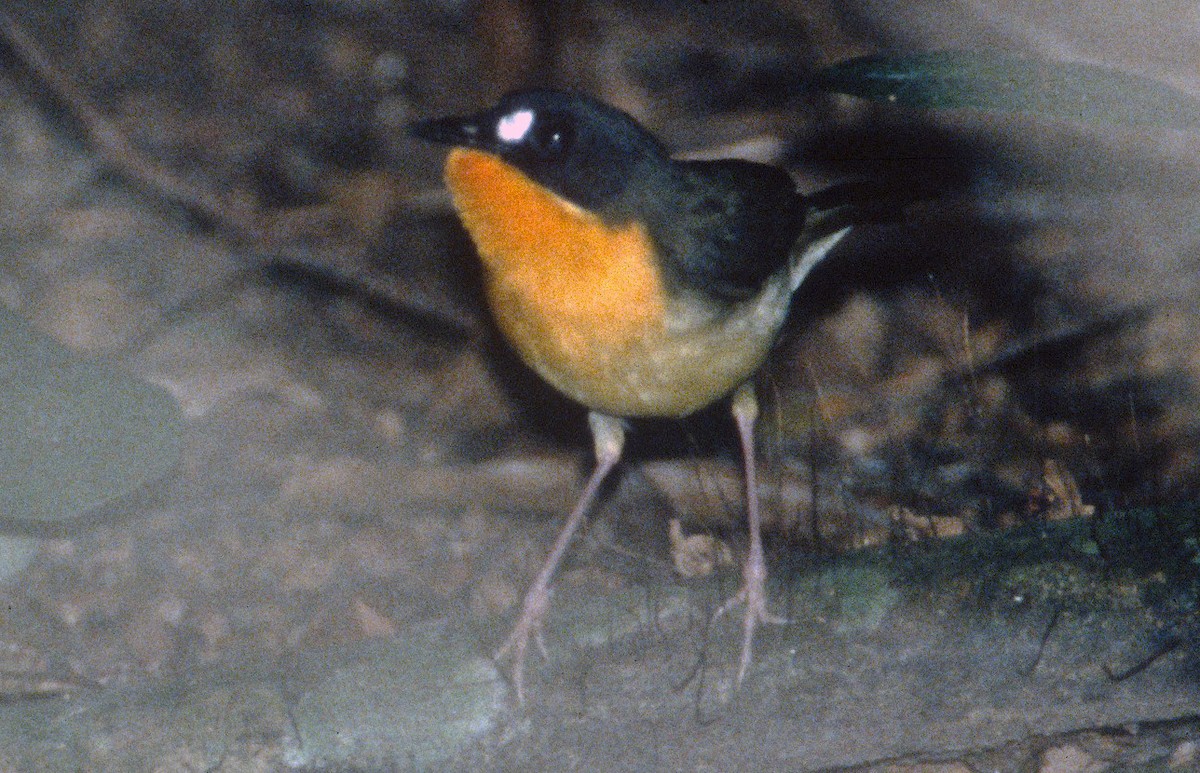 Olive-backed Forest Robin - ML498807191
